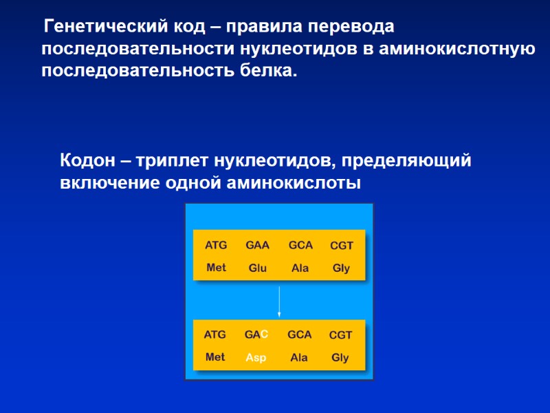 Генетический код – правила перевода последовательности нуклеотидов в аминокислотную последовательность белка. Кодон – Генетический код – правила перевода последовательности нуклеотидов в аминокислотную последовательность белка. Кодон –